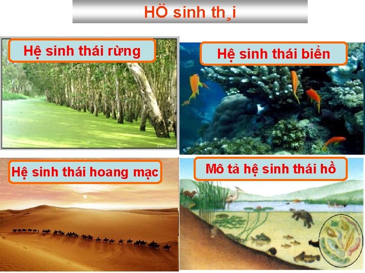 HÖ sinh th¸i Hệ sinh thái rừng Hệ sinh thái biển Hệ sinh thái