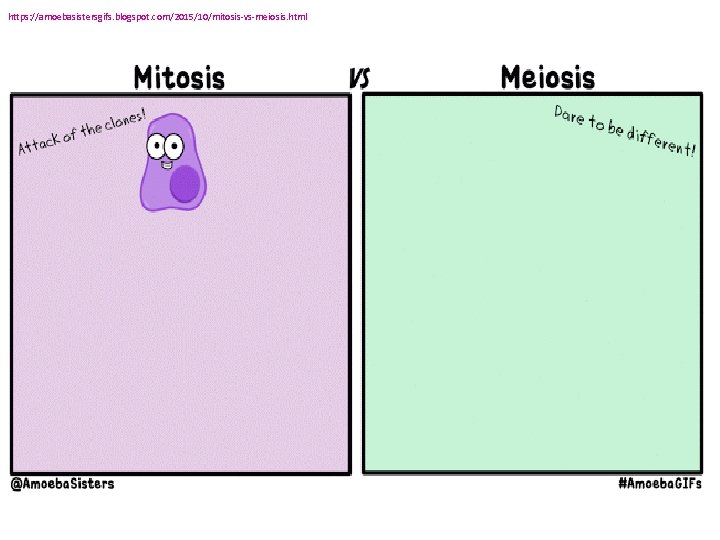 https: //amoebasistersgifs. blogspot. com/2015/10/mitosis-vs-meiosis. html 