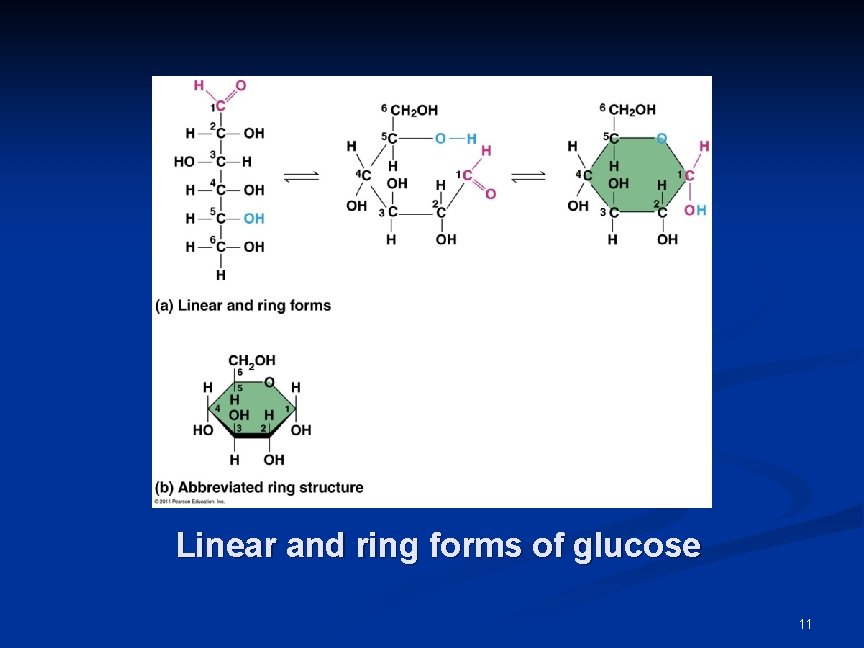 Linear and ring forms of glucose 11 Linear and ring forms of glucose 11
