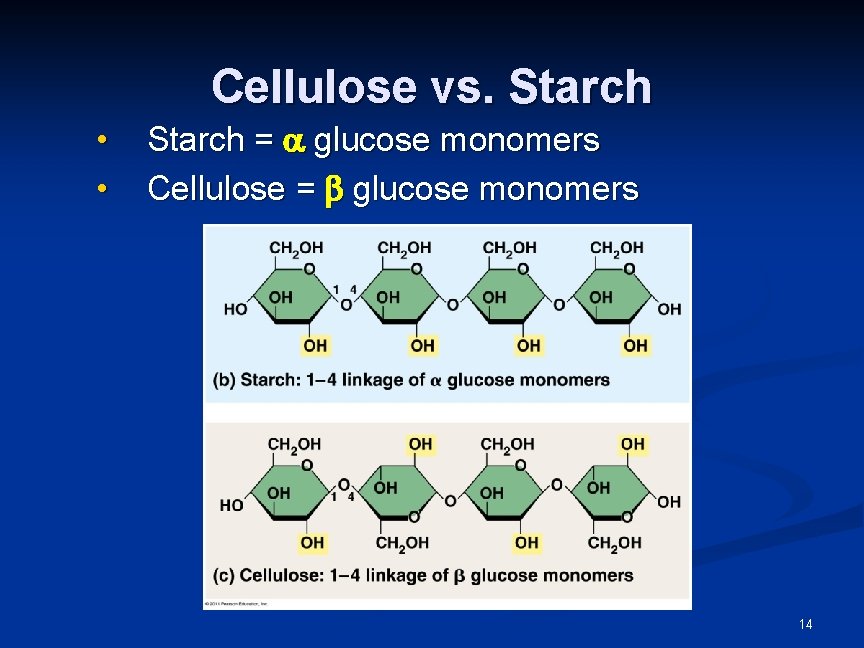 Cellulose vs. Starch • • Starch = glucose monomers Cellulose = glucose monomers 14 Cellulose vs. Starch • • Starch = glucose monomers Cellulose = glucose monomers 14