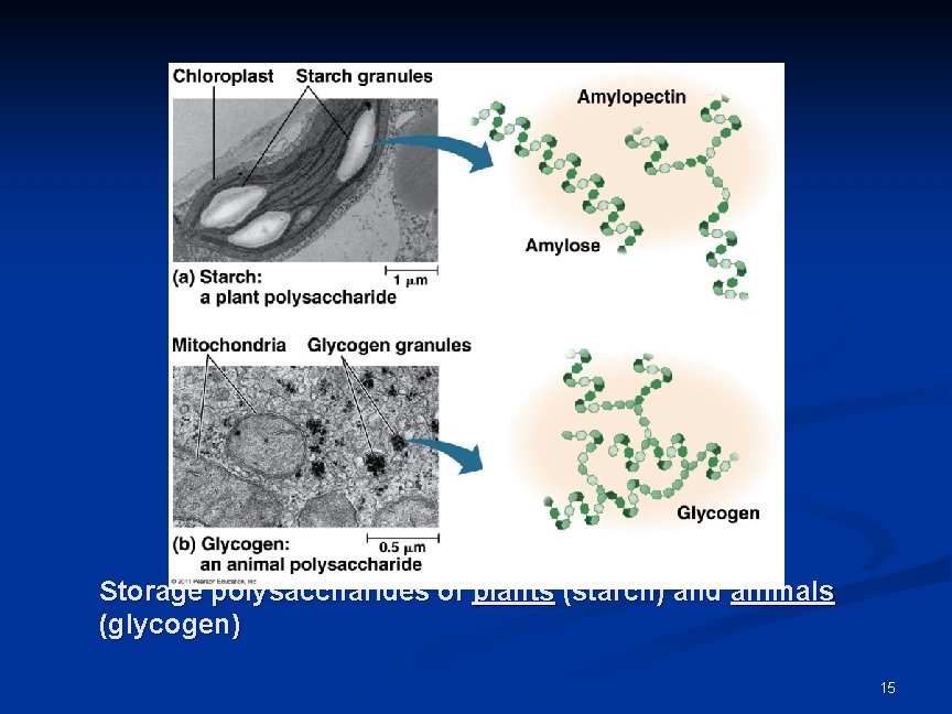 Storage polysaccharides of plants (starch) and animals (glycogen) 15 Storage polysaccharides of plants (starch) and animals (glycogen) 15