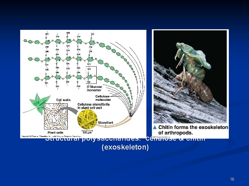 Structural polysaccharides: cellulose & chitin (exoskeleton) 16 Structural polysaccharides: cellulose & chitin (exoskeleton) 16