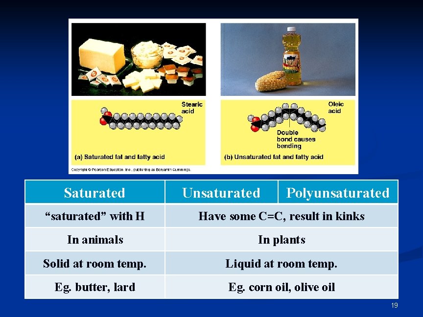 Saturated Unsaturated Polyunsaturated “saturated” with H Have some C=C, result in kinks In animals Saturated Unsaturated Polyunsaturated “saturated” with H Have some C=C, result in kinks In animals