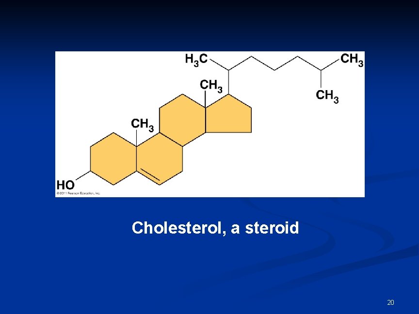 Cholesterol, a steroid 20 Cholesterol, a steroid 20