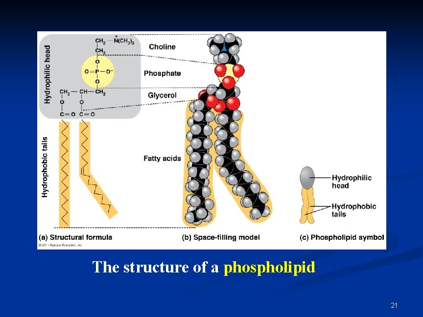The structure of a phospholipid 21 The structure of a phospholipid 21