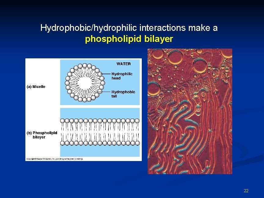 Hydrophobic/hydrophilic interactions make a phospholipid bilayer 22 Hydrophobic/hydrophilic interactions make a phospholipid bilayer 22