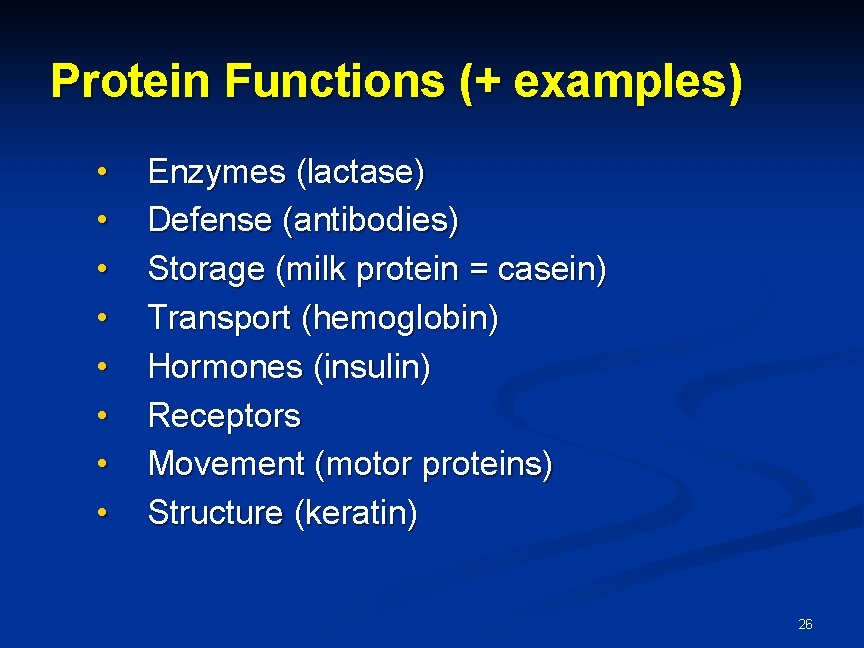 Protein Functions (+ examples) • • Enzymes (lactase) Defense (antibodies) Storage (milk protein = Protein Functions (+ examples) • • Enzymes (lactase) Defense (antibodies) Storage (milk protein =