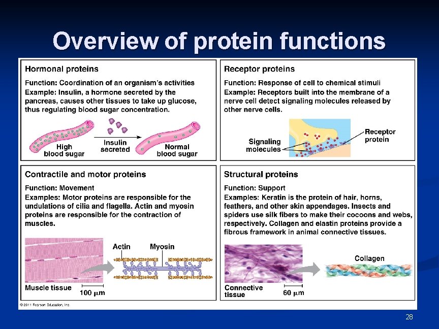 Overview of protein functions 28 Overview of protein functions 28