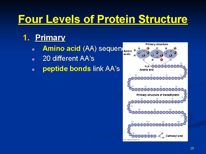 Four Levels of Protein Structure 1. Primary n n n Amino acid (AA) sequence Four Levels of Protein Structure 1. Primary n n n Amino acid (AA) sequence