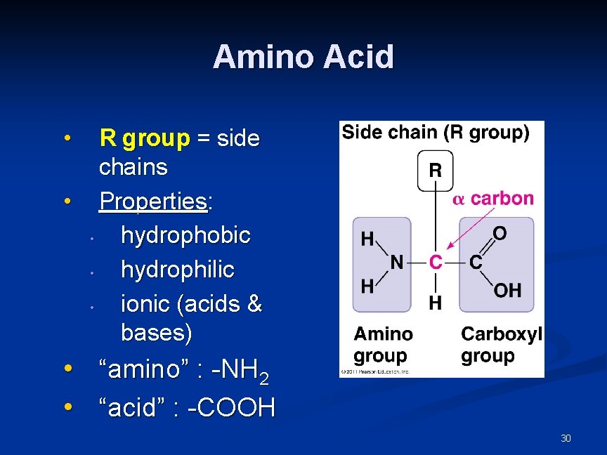 Amino Acid • R group = side chains • Properties: • hydrophobic • hydrophilic Amino Acid • R group = side chains • Properties: • hydrophobic • hydrophilic