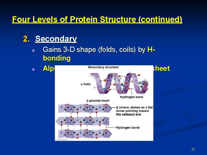 Four Levels of Protein Structure (continued) 2. Secondary n n Gains 3 -D shape Four Levels of Protein Structure (continued) 2. Secondary n n Gains 3 -D shape