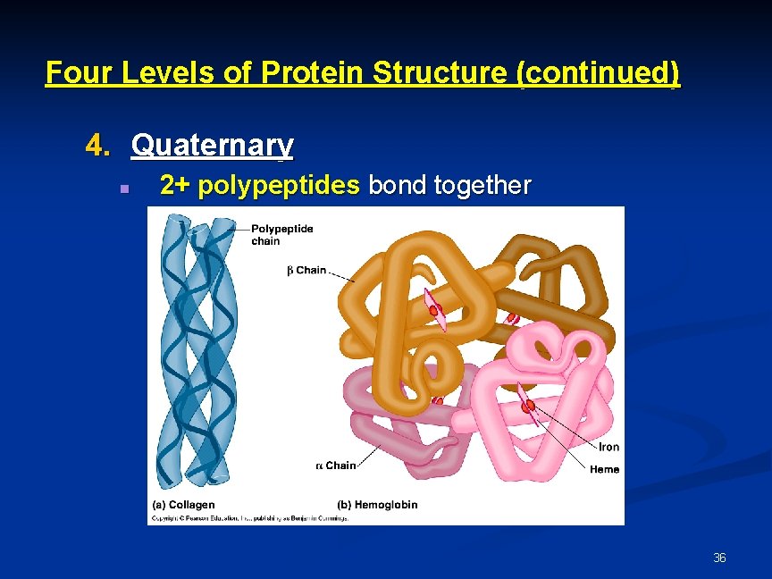 Four Levels of Protein Structure (continued) 4. Quaternary n 2+ polypeptides bond together 36 Four Levels of Protein Structure (continued) 4. Quaternary n 2+ polypeptides bond together 36