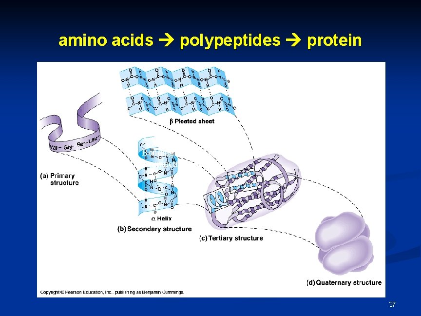 amino acids polypeptides protein Bonding (ionic & H) can create asymmetrical attractions 37 amino acids polypeptides protein Bonding (ionic & H) can create asymmetrical attractions 37