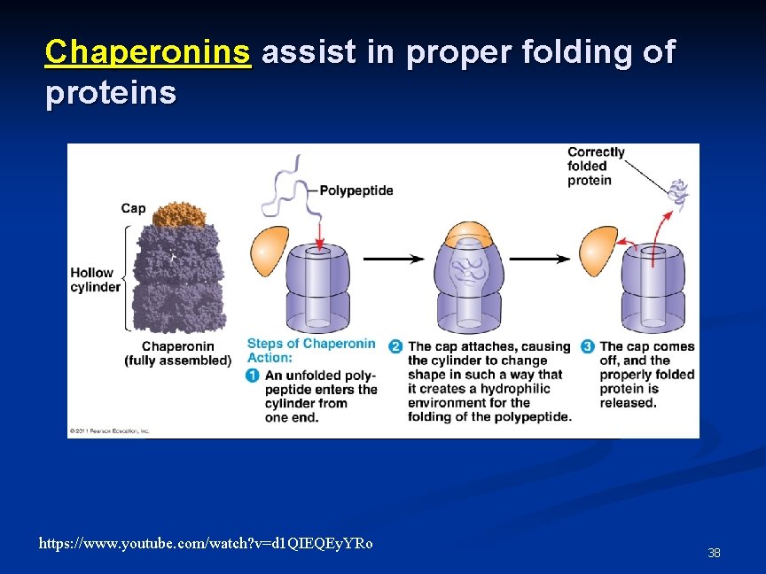 Chaperonins assist in proper folding of proteins https: //www. youtube. com/watch? v=d 1 QIEQEy. Chaperonins assist in proper folding of proteins https: //www. youtube. com/watch? v=d 1 QIEQEy.