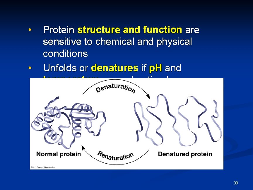 • • Protein structure and function are sensitive to chemical and physical conditions • • Protein structure and function are sensitive to chemical and physical conditions