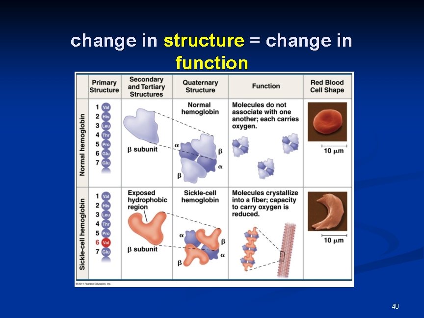 change in structure = change in function 40 change in structure = change in function 40