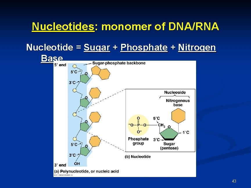 Nucleotides: monomer of DNA/RNA Nucleotide = Sugar + Phosphate + Nitrogen Base 43 Nucleotides: monomer of DNA/RNA Nucleotide = Sugar + Phosphate + Nitrogen Base 43