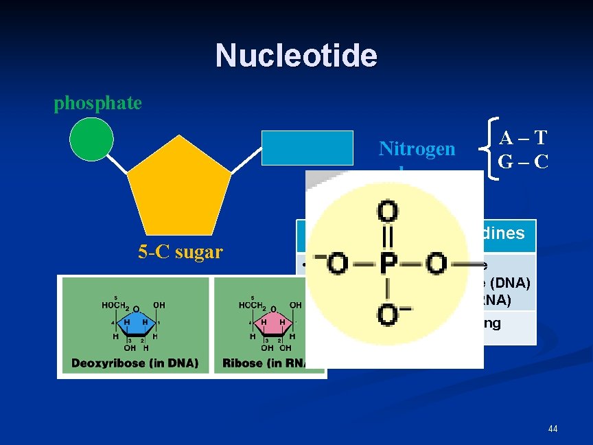 Nucleotide phosphate Nitrogen base 5 -C sugar Purines A–T G–C Pyrimidines • Adenine • Nucleotide phosphate Nitrogen base 5 -C sugar Purines A–T G–C Pyrimidines • Adenine •
