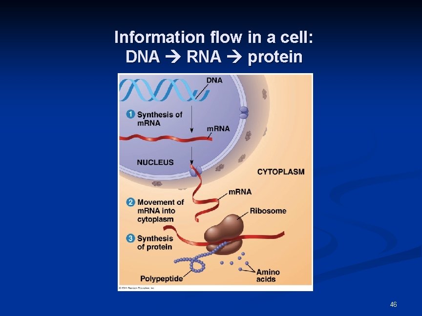 Information flow in a cell: DNA RNA protein 46 Information flow in a cell: DNA RNA protein 46
