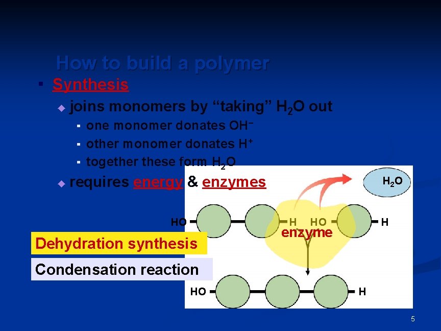 How to build a polymer ▪ Synthesis ◆ joins monomers by “taking” H 2 How to build a polymer ▪ Synthesis ◆ joins monomers by “taking” H 2