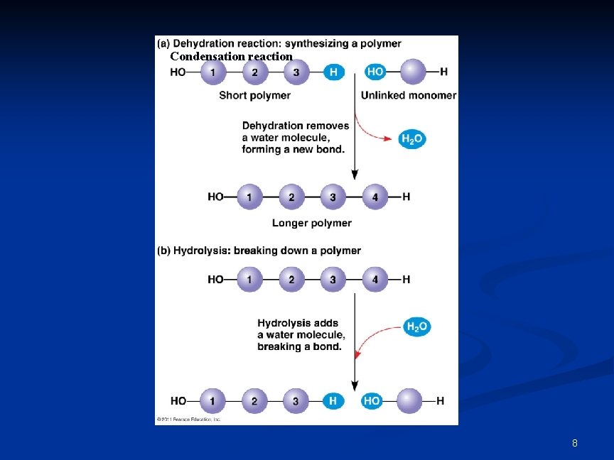 Condensation reaction 8 Condensation reaction 8