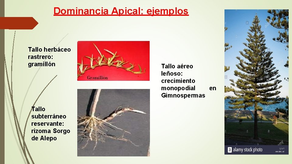 Dominancia Apical: ejemplos Tallo herbáceo rastrero: gramillón Tallo subterráneo reservante: rizoma Sorgo de Alepo