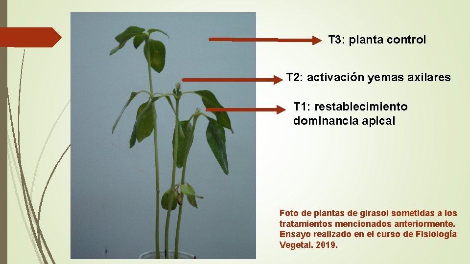T 3: planta control T 2: activación yemas axilares T 1: restablecimiento dominancia apical