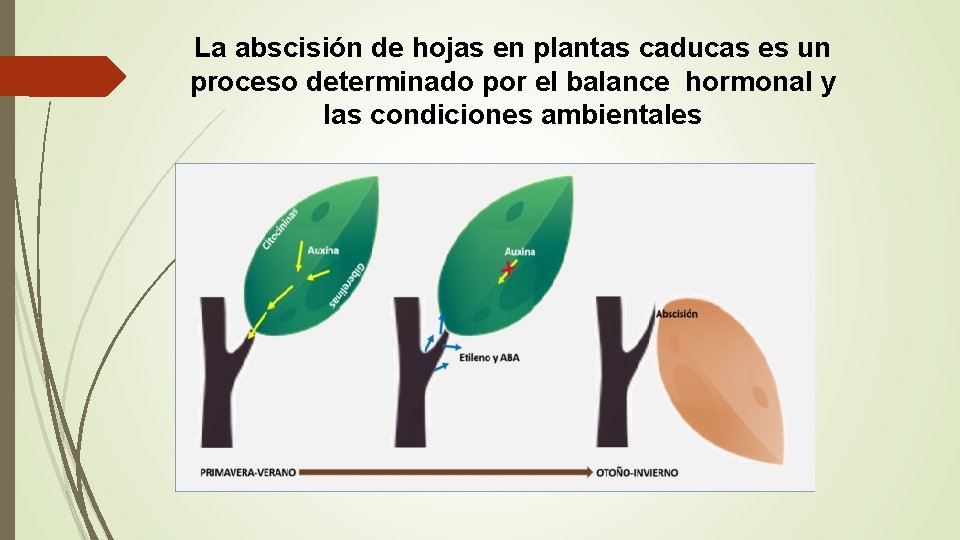La abscisión de hojas en plantas caducas es un proceso determinado por el balance