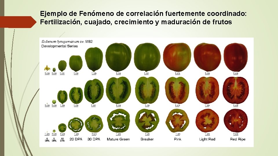 Ejemplo de Fenómeno de correlación fuertemente coordinado: Fertilización, cuajado, crecimiento y maduración de frutos