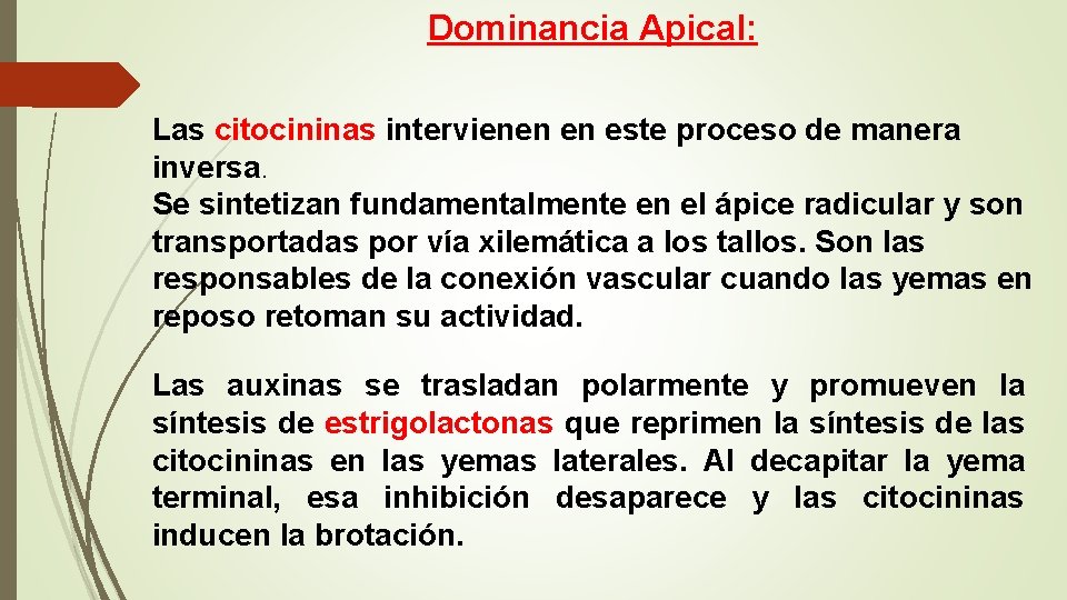 Dominancia Apical: Las citocininas intervienen en este proceso de manera inversa. Se sintetizan fundamentalmente