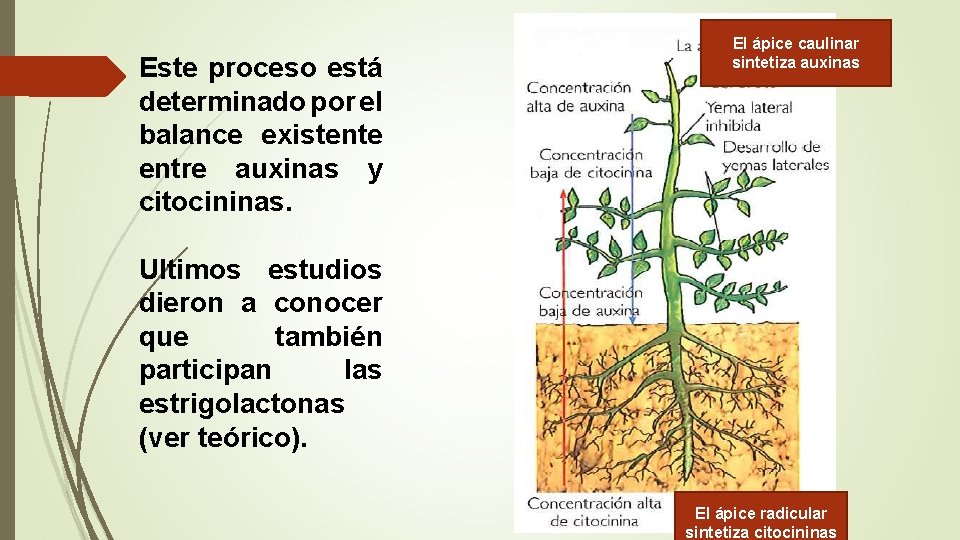 Este proceso está determinado por el balance existente entre auxinas y citocininas. El ápice