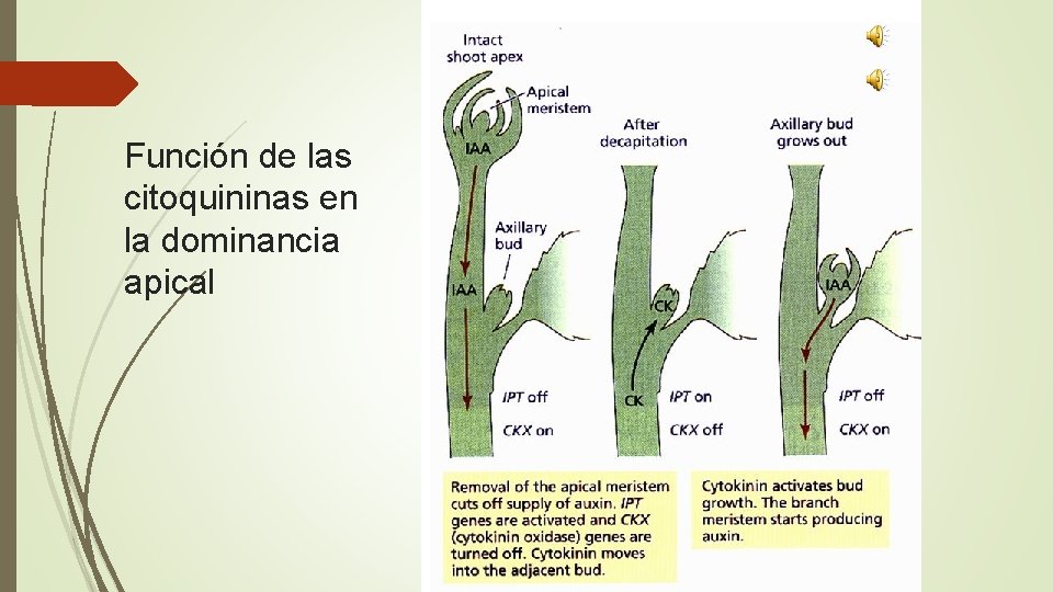 Función de las citoquininas en la dominancia apical 