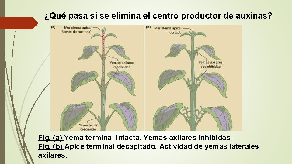 ¿Qué pasa si se elimina el centro productor de auxinas? Fig. (a) Yema terminal