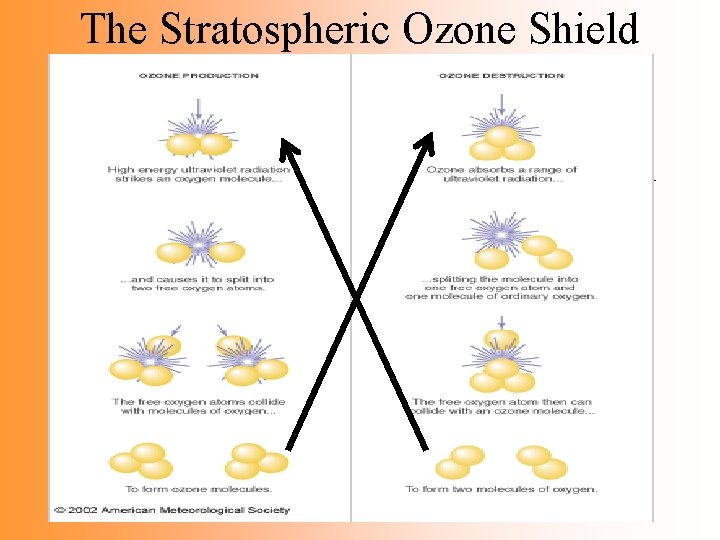 The Stratospheric Ozone Shield • Ozone is both created and destroyed by UV light The Stratospheric Ozone Shield • Ozone is both created and destroyed by UV light
