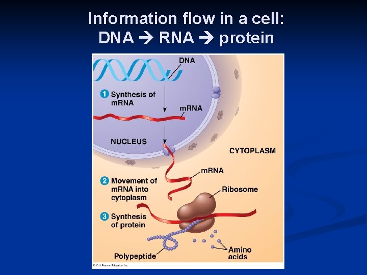 Information flow in a cell: DNA RNA protein 