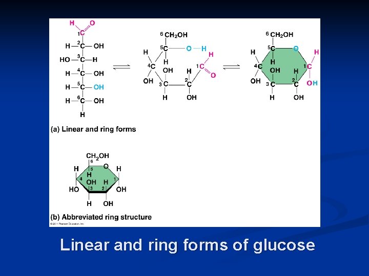 Linear and ring forms of glucose 