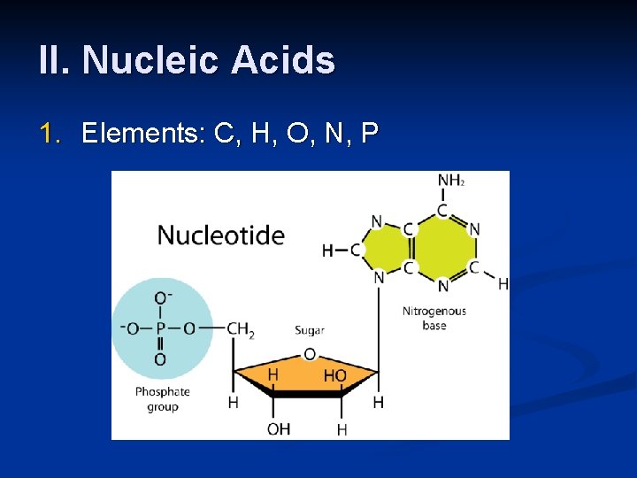 II. Nucleic Acids 1. Elements: C, H, O, N, P 