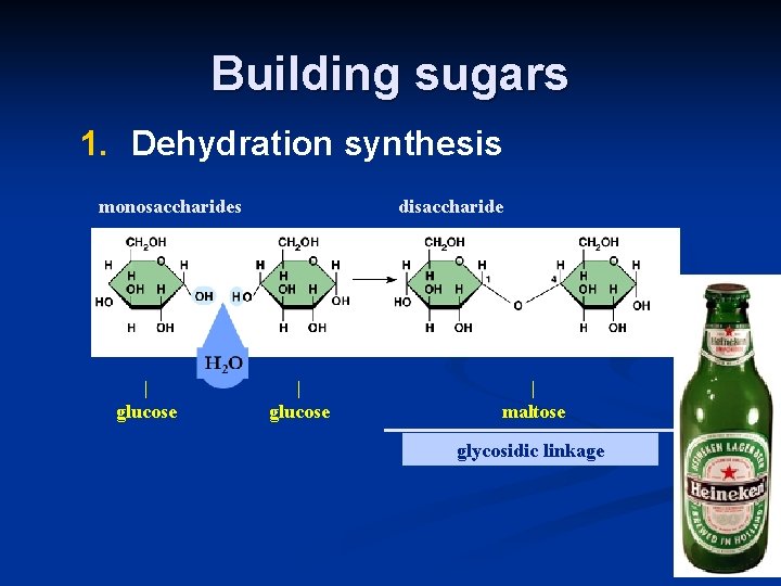 Building sugars 1. Dehydration synthesis monosaccharides | glucose disaccharide | glucose | maltose glycosidic