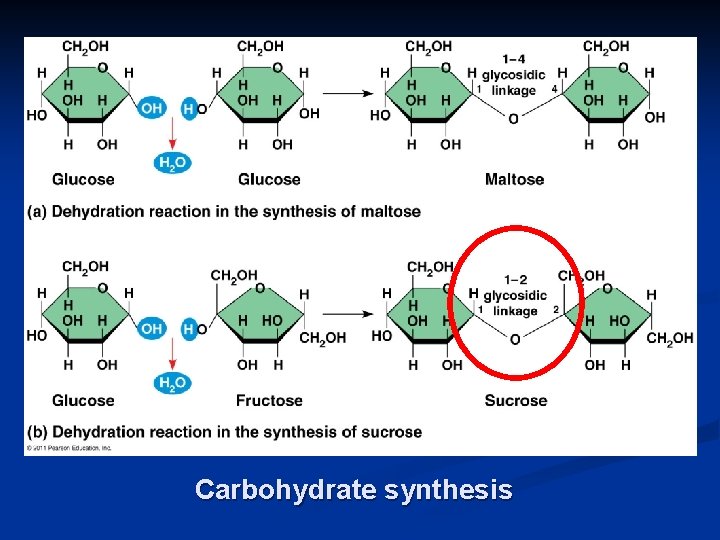 Carbohydrate synthesis 