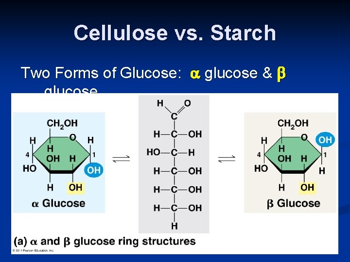 Cellulose vs. Starch Two Forms of Glucose: glucose & glucose 