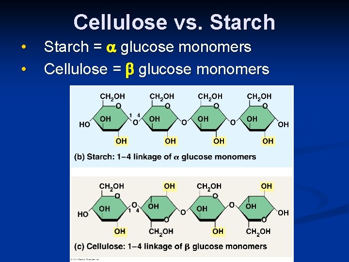 Cellulose vs. Starch • • Starch = glucose monomers Cellulose = glucose monomers 