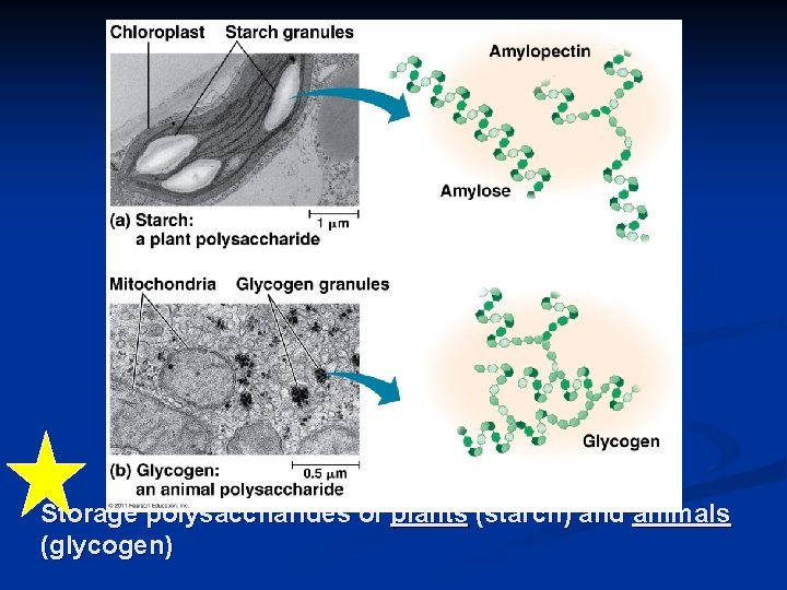 Storage polysaccharides of plants (starch) and animals (glycogen) 