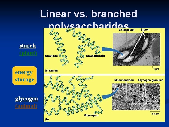 Linear vs. branched polysaccharides starch (plant) energy storage glycogen (animal) 