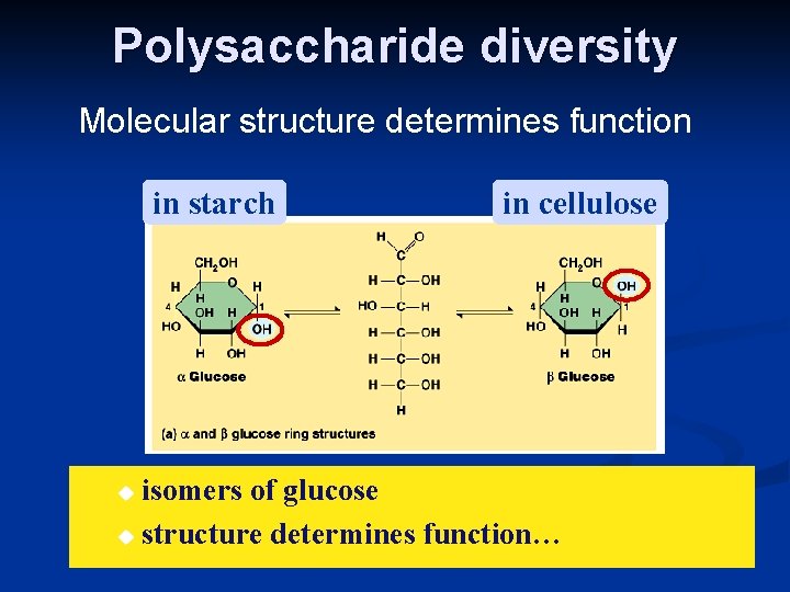 Polysaccharide diversity Molecular structure determines function in starch in cellulose isomers of glucose u