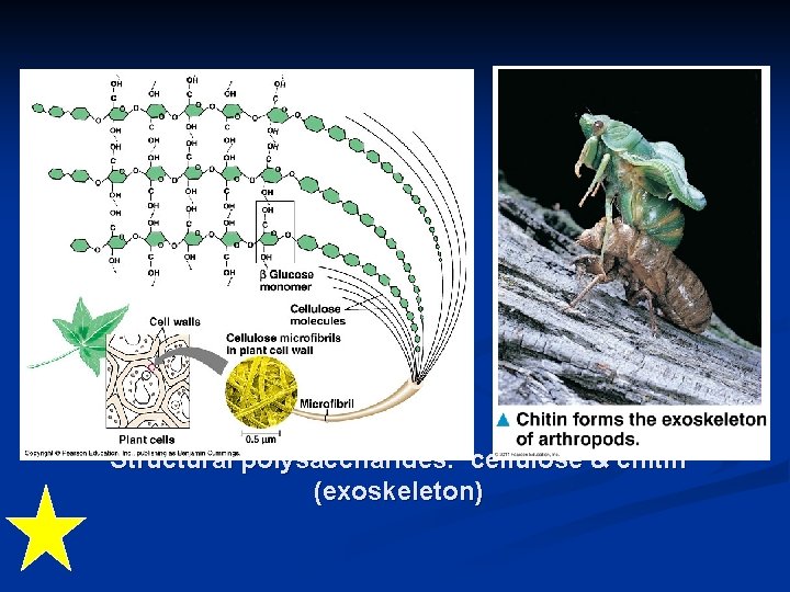 Structural polysaccharides: cellulose & chitin (exoskeleton) 