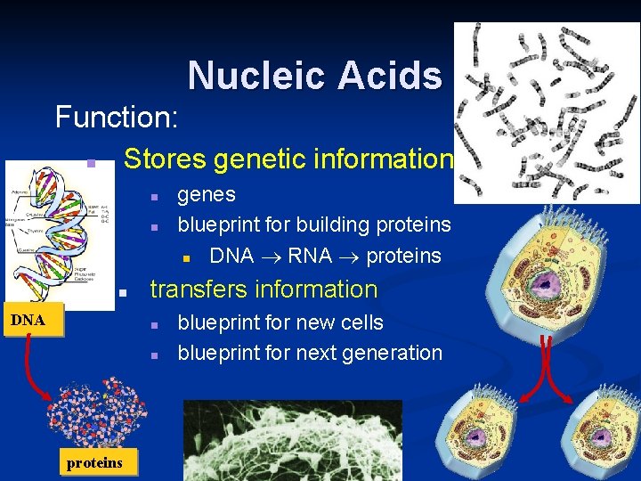 Nucleic Acids Function: Stores genetic information n n DNA transfers information n n proteins