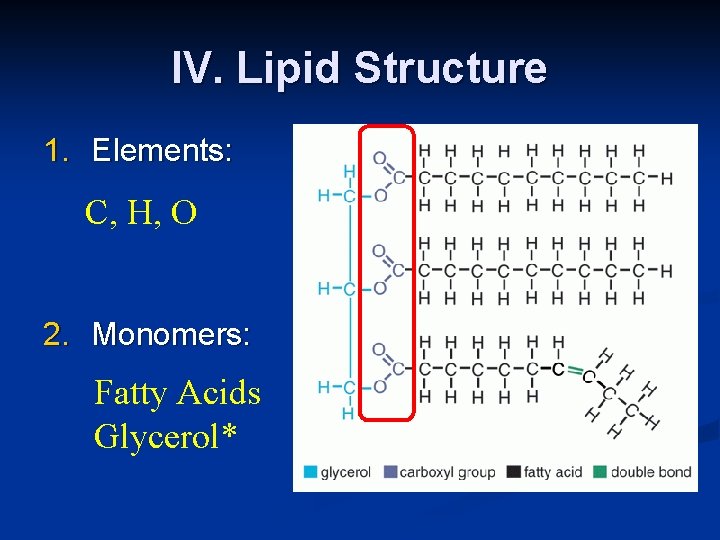 IV. Lipid Structure 1. Elements: C, H, O 2. Monomers: Fatty Acids Glycerol* 