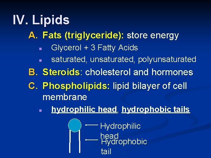 IV. Lipids A. Fats (triglyceride): store energy n n Glycerol + 3 Fatty Acids
