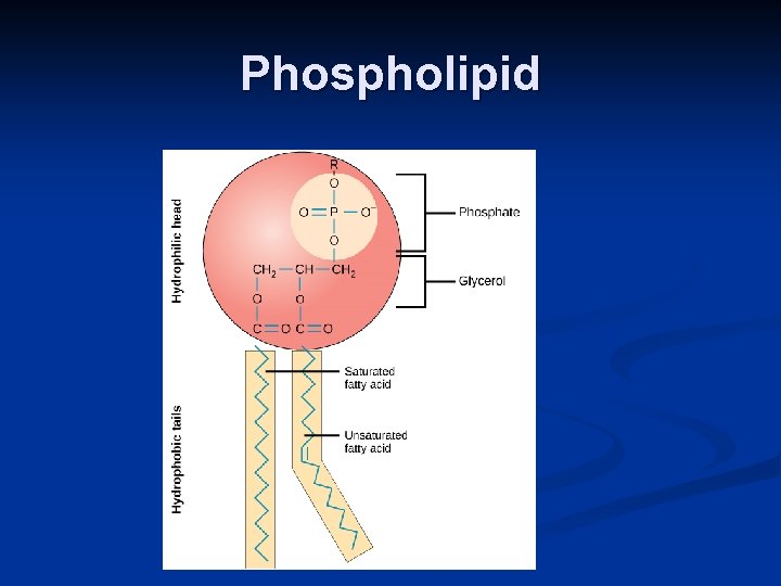 Phospholipid 