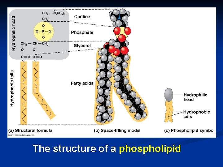 The structure of a phospholipid 